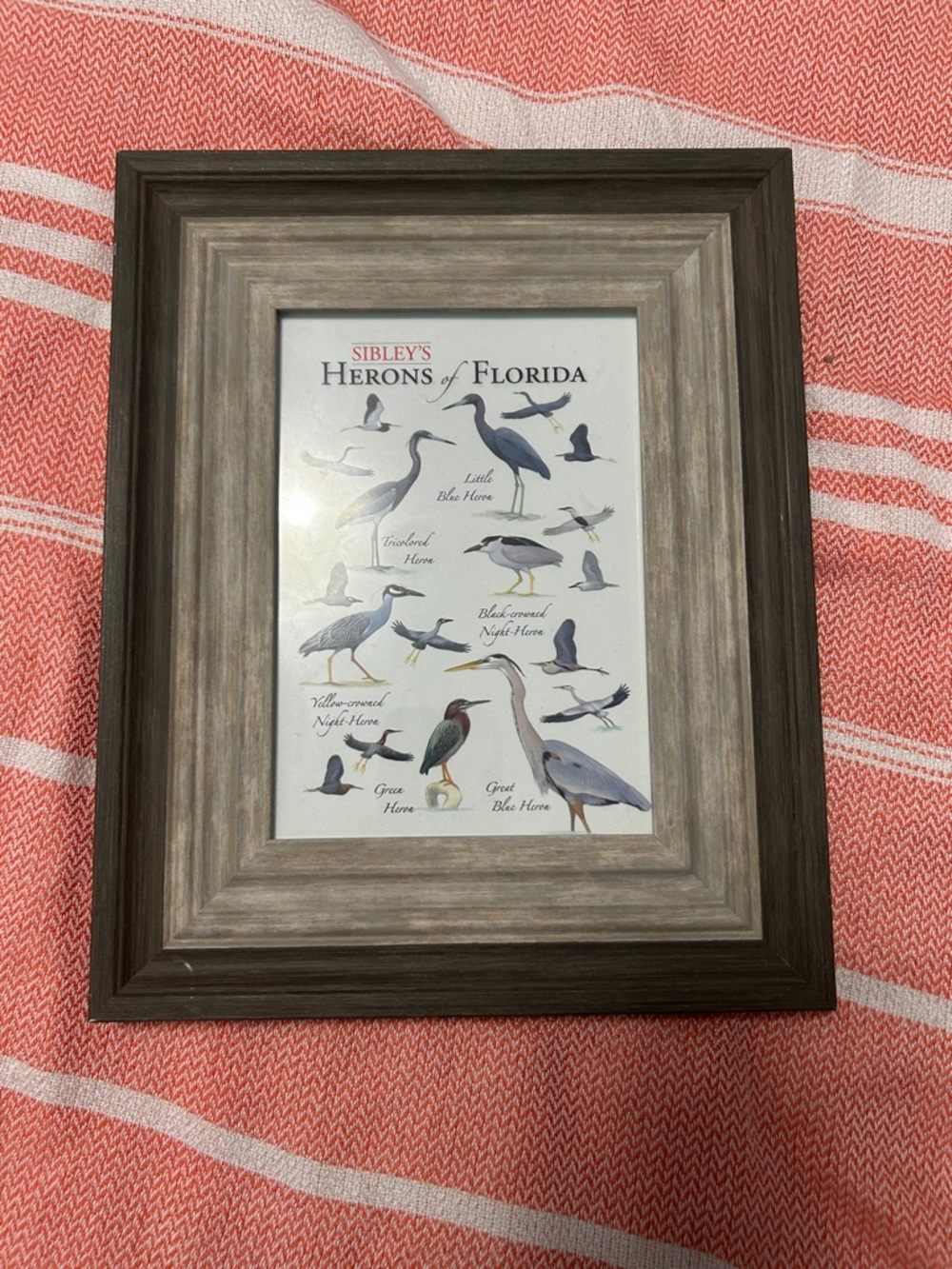 framed "Sibley's Herons of Florida," featuring scientifically accurate species